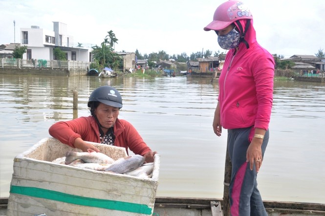 TT-Huế: Sau lũ, cá chết trắng lồng vùng cửa biển Thuận An - ảnh 3