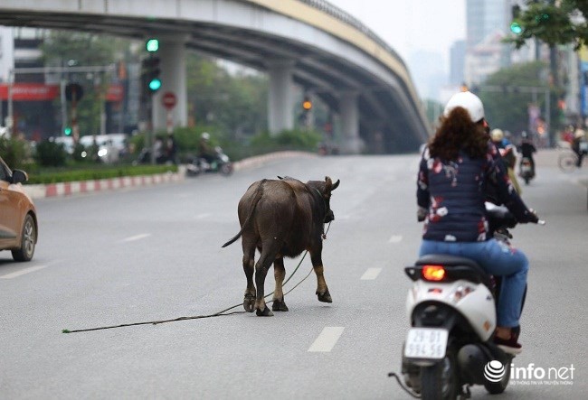 Trâu điên húc người náo loạn trên phố - ảnh 6