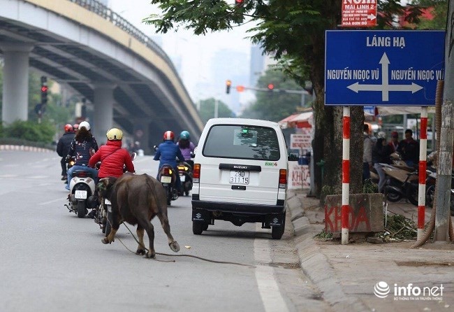 Trâu điên húc người náo loạn trên phố - ảnh 3