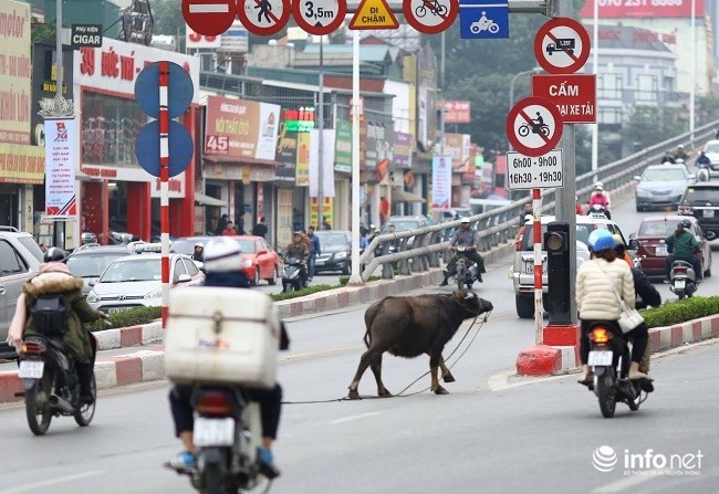 Trâu điên húc người náo loạn trên phố - ảnh 2