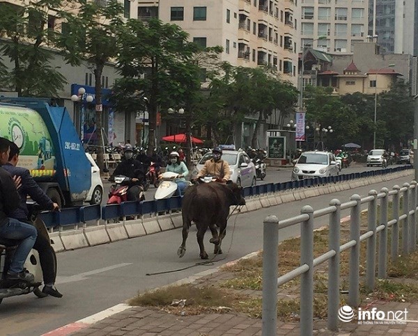 Trâu điên húc người náo loạn trên phố - ảnh 1