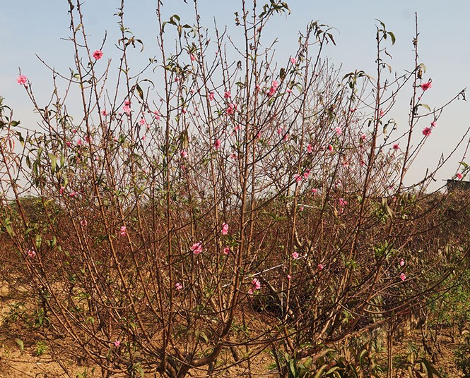 Đào Nhật Tân nở sớm, không khi tết tràn về - ảnh 2
