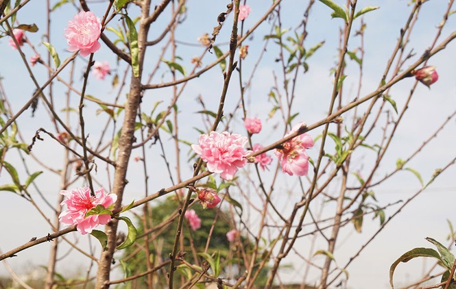 Đào Nhật Tân nở sớm, không khi tết tràn về - ảnh 5