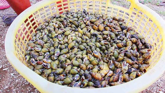 Săn ốc cà na trên biển Gò Công - ảnh 1