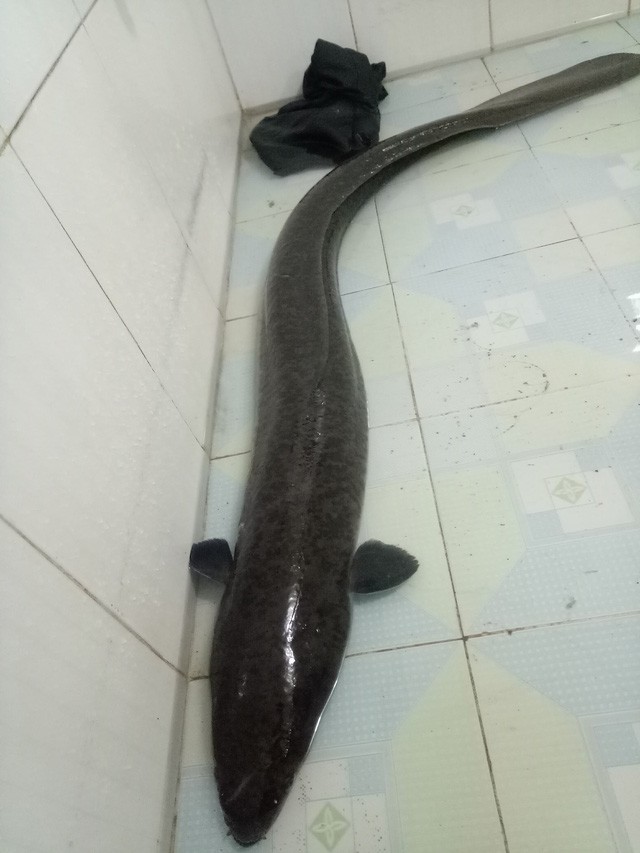 Bắt được cá lệch 'khủng' nặng gần 10kg trong sáng ngày đầu năm - ảnh 3