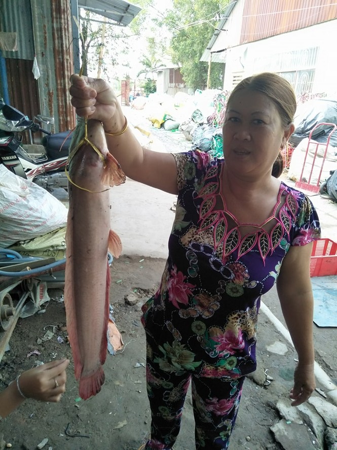 Lộc đầu năm, hai vợ chồng bắt được cá trê 'khủng' màu lạ ở Sài Gòn - ảnh 1