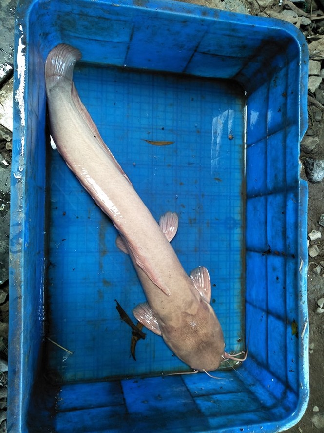 Lộc đầu năm, hai vợ chồng bắt được cá trê 'khủng' màu lạ ở Sài Gòn - ảnh 3