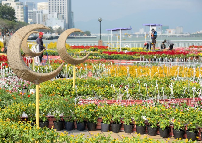 Đường hoa lộng lẫy bên sông Hàn đón du khách dịp Tết - ảnh 2