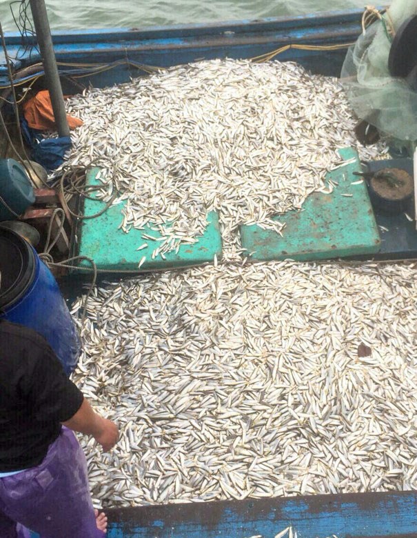 Ngư dân Quảng Trị trúng đậm 'lộc biển' đầu năm ra khơi - ảnh 1