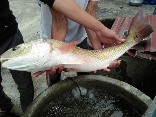 Ngư dân bắt được cá lạ, nghi cá sủ vàng tiền tỉ - ảnh 1
