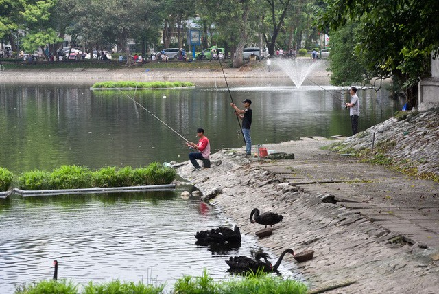 Thản nhiên câu cá gần đàn thiên nga ở hồ Thiền Quang - ảnh 2