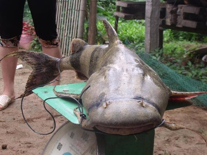 'Quái ngư' sông Đà và những cuộc 'vật lộn' ly kỳ giữa người và cá - ảnh 2