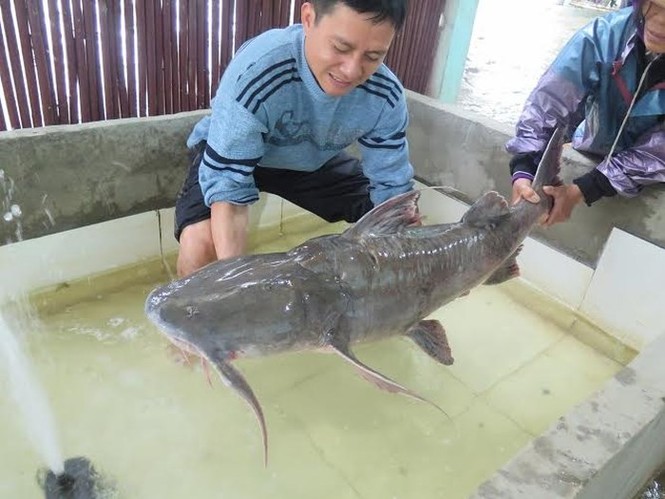 'Quái ngư' sông Đà và những cuộc 'vật lộn' ly kỳ giữa người và cá - ảnh 5