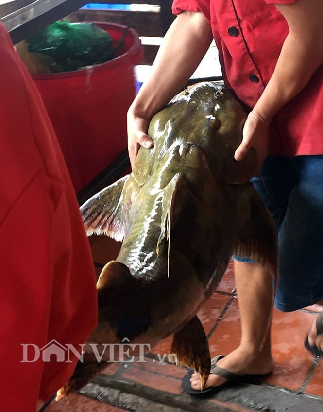 'Quái ngư' sông Đà và những cuộc 'vật lộn' ly kỳ giữa người và cá - ảnh 7