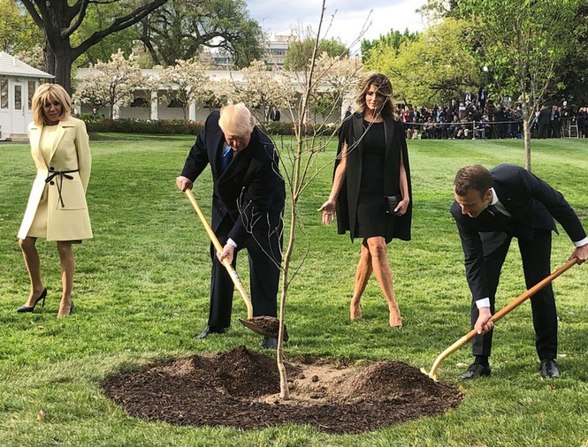 Hành tung bí ẩn của cây sồi ông Trump – Macron trồng ở Nhà Trắng - ảnh 1