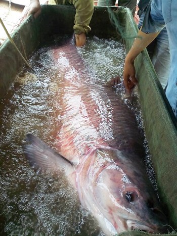 Ngư dân Yên Bái bắt được cá trắm đen nặng hơn 70 kg - ảnh 1