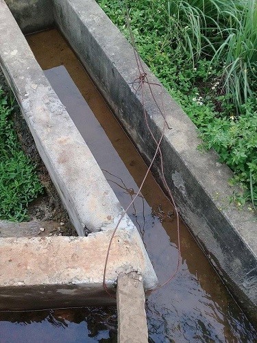 Bé trai bị điện giật chết khi mang nước cho mẹ đi gặt - ảnh 1
