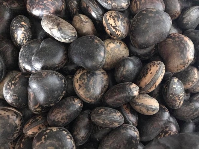 Đậu Lào 6 triệu/kg: