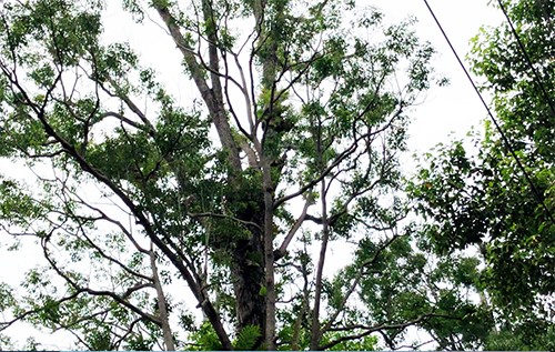 'Truyền dịch' cứu 1.000 cổ thụ trong đô thị miền Tây - ảnh 2