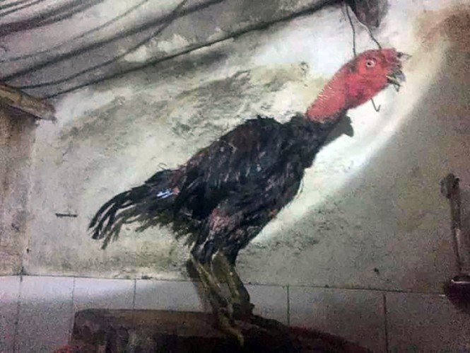 Kinh hãi nhìn nước lũ cuốn trôi cầu ở Hòa Bình - ảnh 7