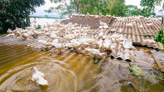 Dân Chương Mỹ vẫn khốn khổ gần một tuần sau sự cố vỡ đê - ảnh 13