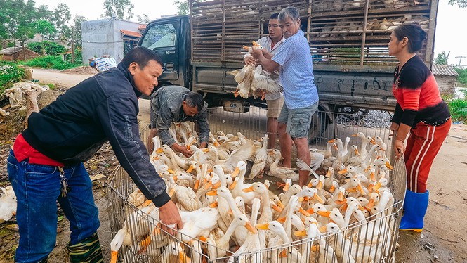 Dân Chương Mỹ vẫn khốn khổ gần một tuần sau sự cố vỡ đê - ảnh 15