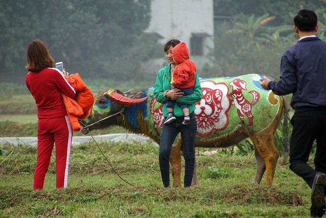Chiêm ngưỡng trâu 'làm người mẫu' tại lễ Tịch Điền - ảnh 8
