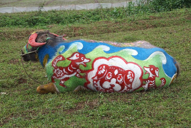 Chiêm ngưỡng trâu 'làm người mẫu' tại lễ Tịch Điền - ảnh 6