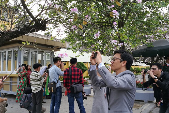 Chị em Hà thành dập dìu 'đọ sắc' với hoa ban Tây Bắc dịp cuối tuần - ảnh 3