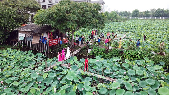 Ăn theo mùa sen Hồ Tây, kiếm tiền triệu mỗi ngày - ảnh 1