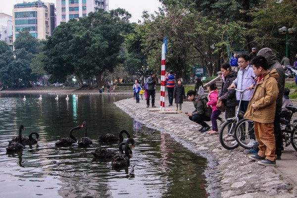 Quây thiên nga bằng lưới nhựa do