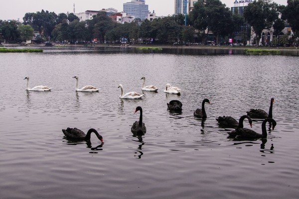Quây thiên nga bằng lưới nhựa do