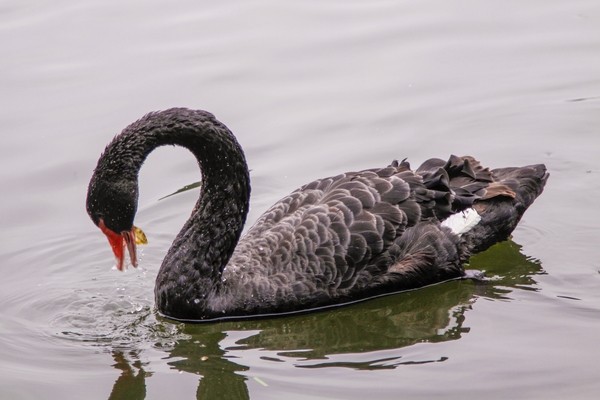 Quây thiên nga bằng lưới nhựa do