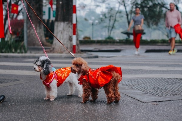 Khoảnh khắc bình yên sáng mùng 1 ở Hà Nội - ảnh 12