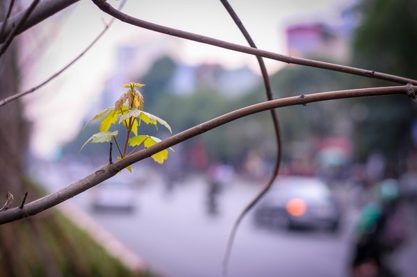 Sững sờ nhìn hàng phong đỏ trổ lá khoe sắc giữa phố Hà Nội - ảnh 9