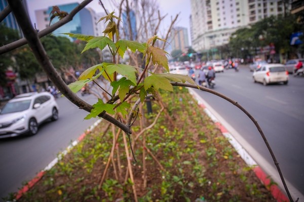 Sững sờ nhìn hàng phong đỏ trổ lá khoe sắc giữa phố Hà Nội - ảnh 3