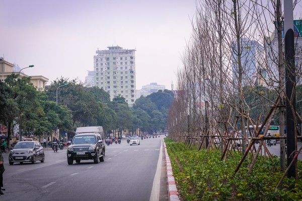 Sững sờ nhìn hàng phong đỏ trổ lá khoe sắc giữa phố Hà Nội - ảnh 8