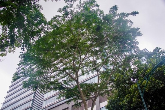 Nhìn gần 12 cây sưa đỏ quý trước ngày di dời - ảnh 10