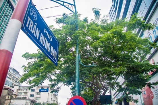 Nhìn gần 12 cây sưa đỏ quý trước ngày di dời - ảnh 1