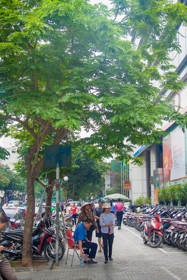 Nhìn gần 12 cây sưa đỏ quý trước ngày di dời - ảnh 7