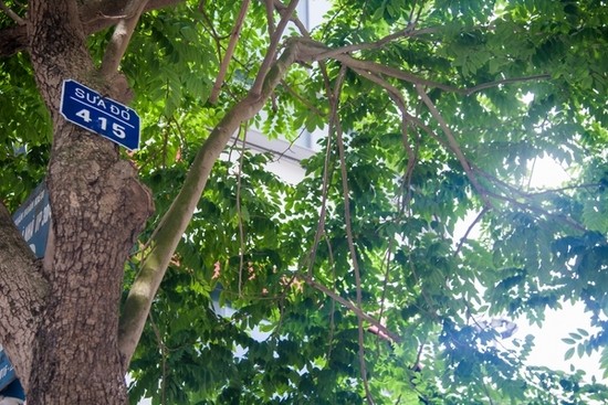 Nhìn gần 12 cây sưa đỏ quý trước ngày di dời - ảnh 8