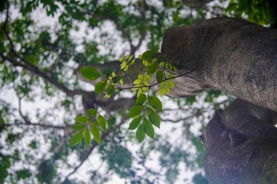 Nhìn gần 12 cây sưa đỏ quý trước ngày di dời - ảnh 9