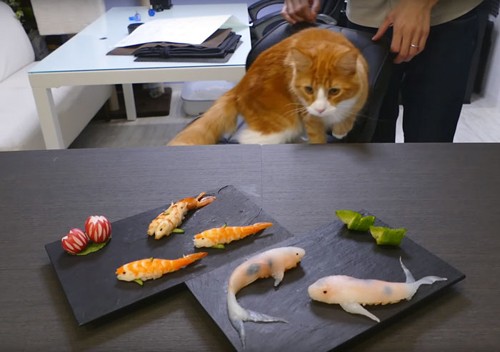 Những miếng sushi biết bơi trên đĩa ở Nhật Bản - ảnh 4