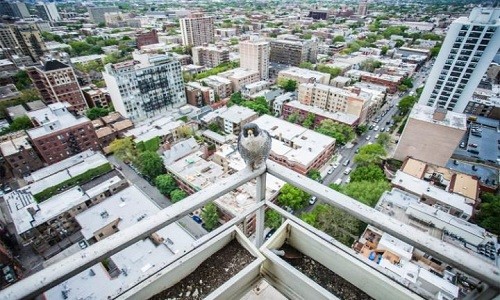 Tổ chim cắt lớn trên ban công tầng 28 giữa lòng Chicago - ảnh 2