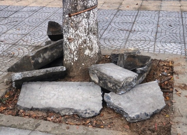 Vữa lát vỉa hè phục vụ APEC chỉ để ngăn... cỏ - ảnh 4