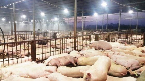 Ngăn chặn nhiều vụ 'tiêm' chất độc hại vào thực phẩm - ảnh 1