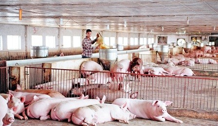 Chủ tịch VCCI: Trước sức ép CPTPP, Việt Nam phải cải cách thực chất - ảnh 1