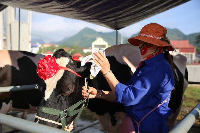 'Cô' bò nặng 762 kg, đăng quang “Hoa hậu bò sữa” Mộc Châu 2018 - ảnh 4
