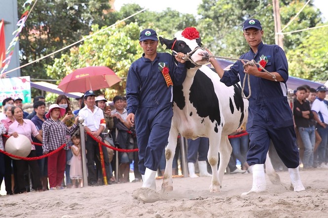 'Cô' bò nặng 762 kg, đăng quang “Hoa hậu bò sữa” Mộc Châu 2018 - ảnh 2