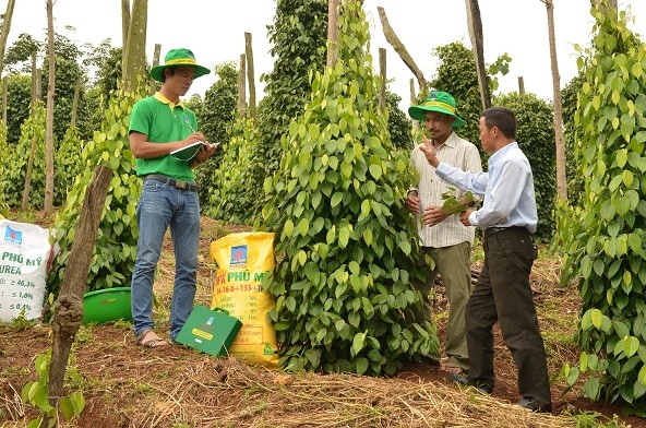 Đạm Phú Mỹ lợi nhuận 625 tỷ đồng trong 9 tháng đầu năm 2018 - ảnh 1